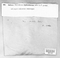 Scytinium plicatile image